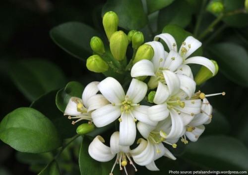 sea-lestial-dream-witch:  Jasmine flowers are small, delicate, and exude a luxurious scent. They are