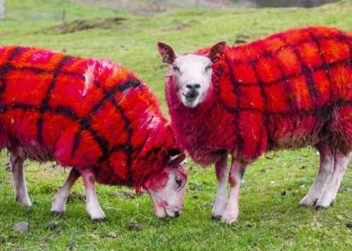 hoodieimp: cottageinthelandserene: A Scottish farmer at Auchingarrich Wildlife Centre fools tourists into believing that her flock produce tartan wool with the help of some harmless sheep marking spray. The visiting Americans were told that the animals