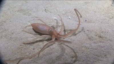 todropscience:  Southern Sand octopus  (Octopus Kaurna)   lacks chromatophores for