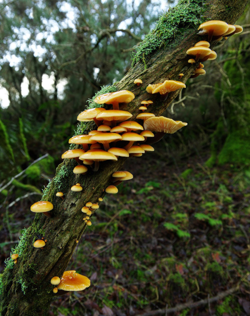 Velvet shanks - winter mushroom par excellence - growing on a rotten old gorse bush.