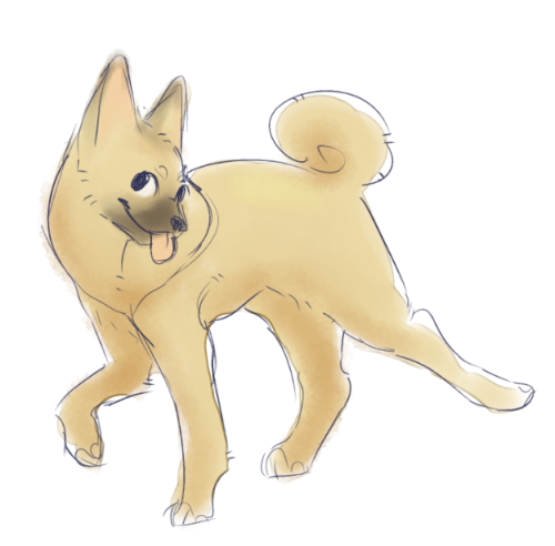 sunsignshepherd:been thinking about buhunds,,OH MY GOODNESS