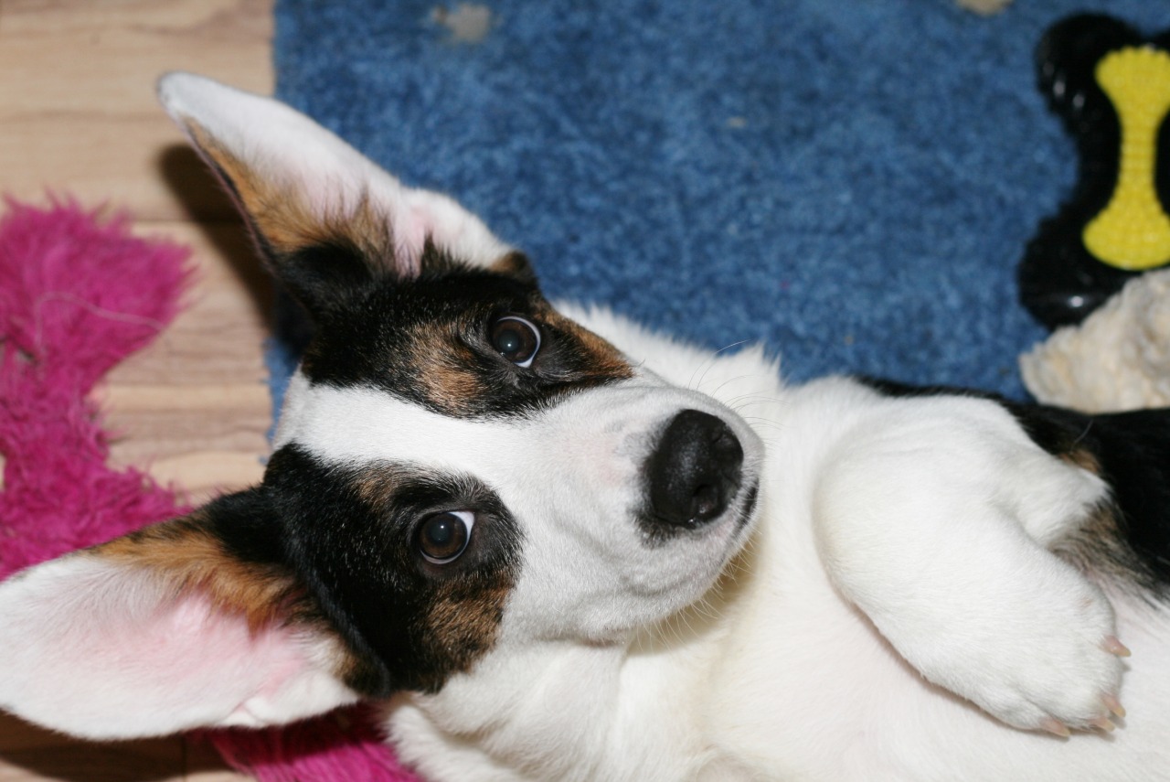 corgiaddict:  dgimpstess:  Playing with a new to me lens and flash…the girl pups.