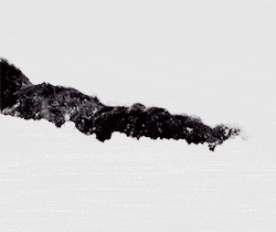 comuss:  Dogs playing in the snow. :) 