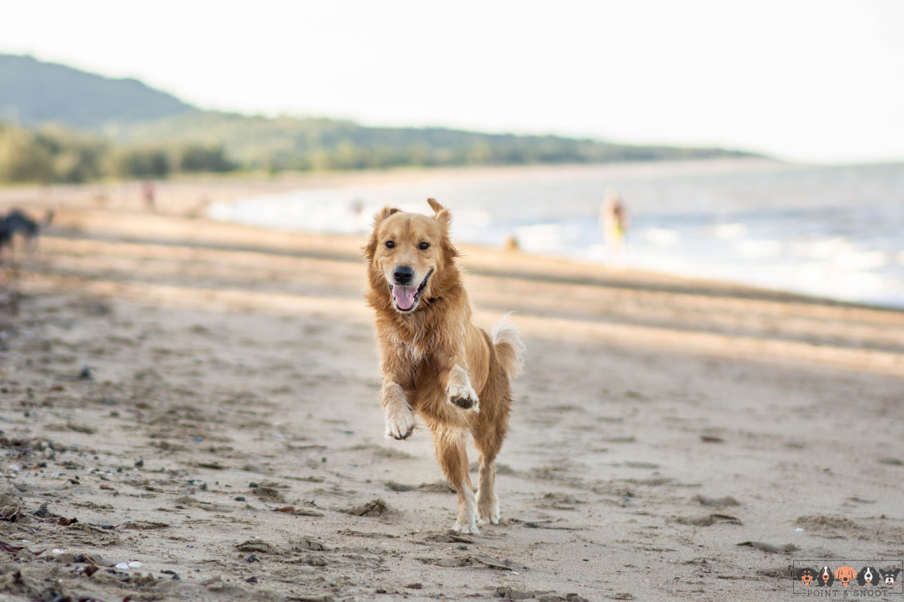 busy beach but only has eyes for his Ma (and the treats in her pocket) 