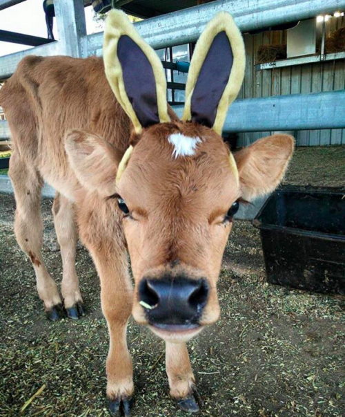 animals in hats