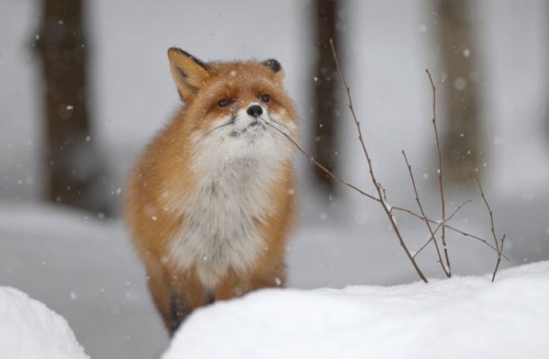 everythingfox: Fancy stick here, I’ll add it to my collection