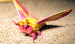 lunaticmoth:   The Rosy Maple Moth  More