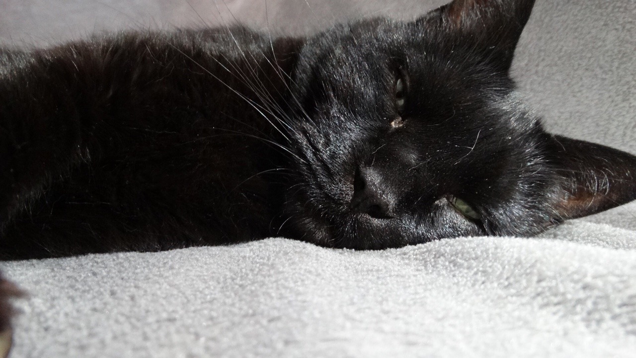 Unflattering Cat Selfies