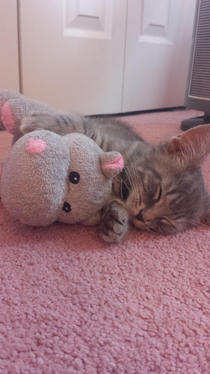 cuteanimalspics:  I rescued Stanley and his hippo today (Source:…
