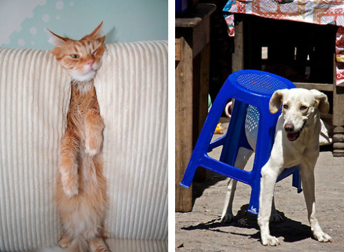 tastefullyoffensive:  Cats and Dogs vs. Furniture [via]Previously: Before and After Pictures of Animals Growing Up  Animals: 0 Furniture: 1