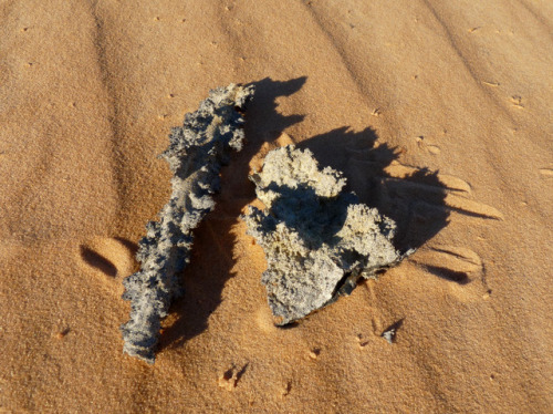 cenchempics: Thunder stone. A lightning strike in the Mauritanian desert left behind these fulgurite