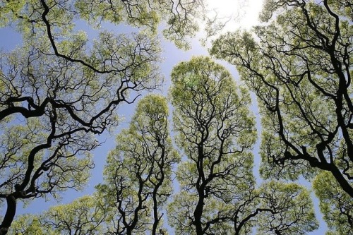  Crown shyness (also canopy disengagement, canopy shyness, or intercrown spacing) is a phenomenon ob