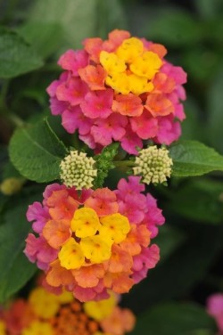 flowersgardenlove:  Lantana -“Landmark S Beautiful gorgeous pretty flowers  Has been naturalized and grows wildly and in great profusion here on the gulf coast. Some crazy people actually consider this to be a weed&hellip;the philistines. Lovely flower,