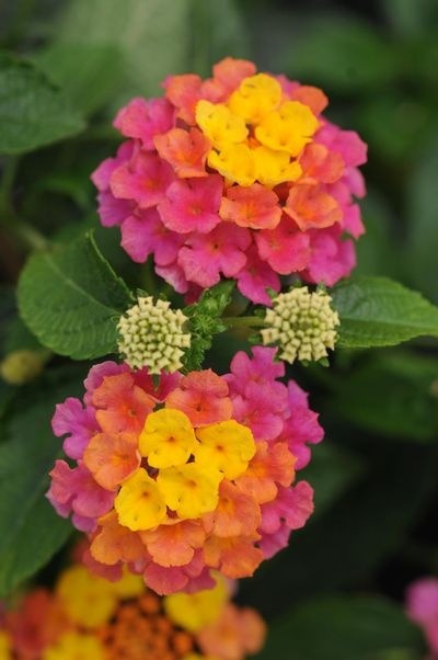 Porn flowersgardenlove:  Lantana -“Landmark photos