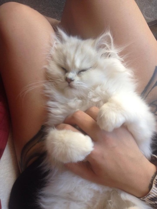 animalsdancing:Sushi as a kitten DA FLOOF!