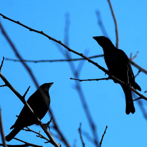 Cowbirds, in the evening.  Silhouette #36