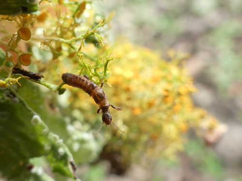 bugkeeping:Cartilage Lichen (Ramalina celastri) and the small beasts that call it home