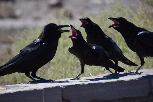 zombeesknees: laurlaurrdraws: I fucking LOVE Ravens. Met this little family in Arizona Petrified For