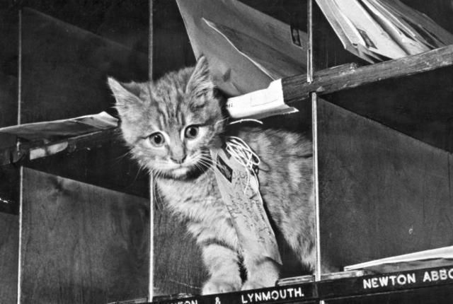 mentalflossr:  The Time Cats Delivered the Mail in BelgiumWith all of this feline
