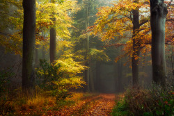 radivs:  Leaves Will Cover Your Path, Autumn’s