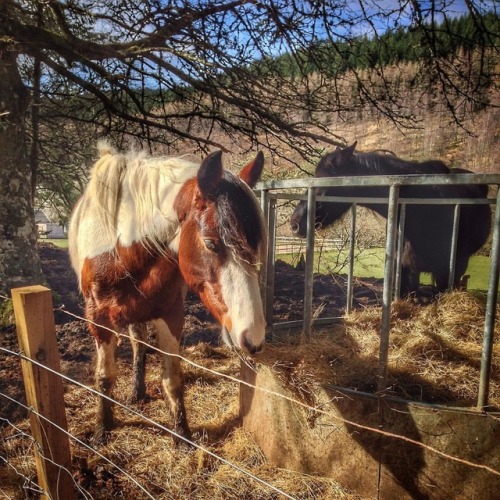 Beautiful Spring day again so went to stretch my legs and say hello to the horses #Tomich #scottishh