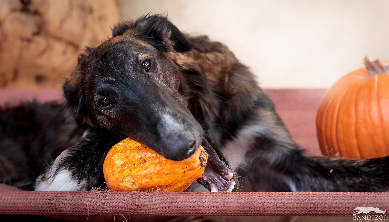 bandizoi:Galileo carves everything but the actual pumpkin 🎃  