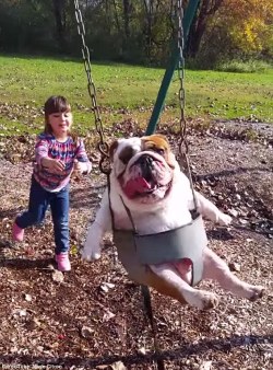 awwww-cute:  English bulldog being pushed