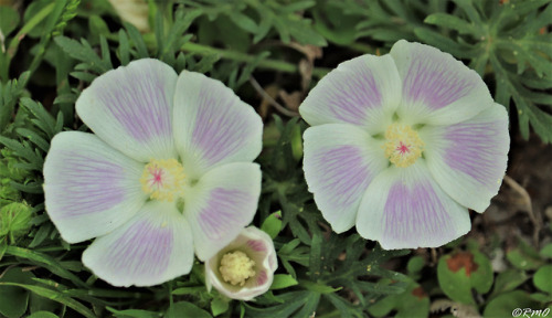 daytrippinrmo:Wildflowers - San Gabriel Park Sunken Gardens - Georgetown, TX