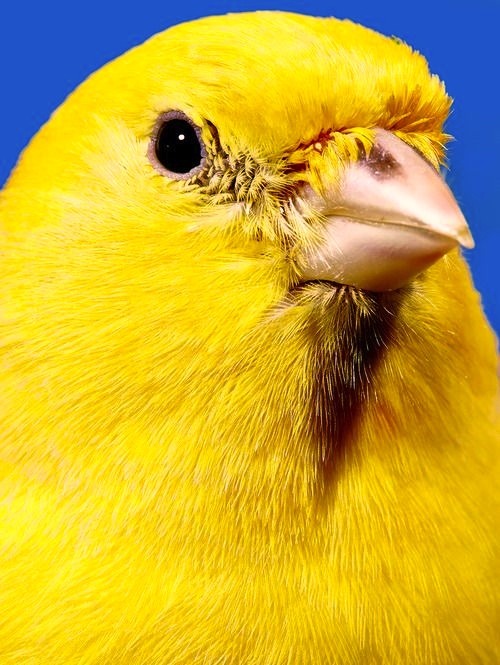 theleoisallinthemind:  Canary Outtake for porn pictures