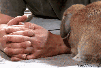 Animated GIFs