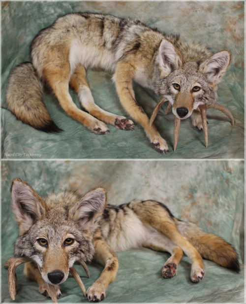  Coyote soft mount! This one has wires in the hind legs only. Hide purchased from Moscow Hide & 