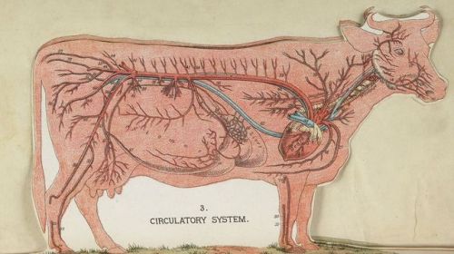 The circulatory system of a cow, as found in Andrew A. Gardenier’s *Handbook of Ready Reference.* Th