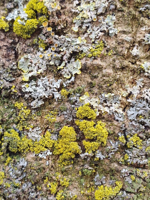 I Found Some Really Cool Lichen And Moss, Last Saturday:)