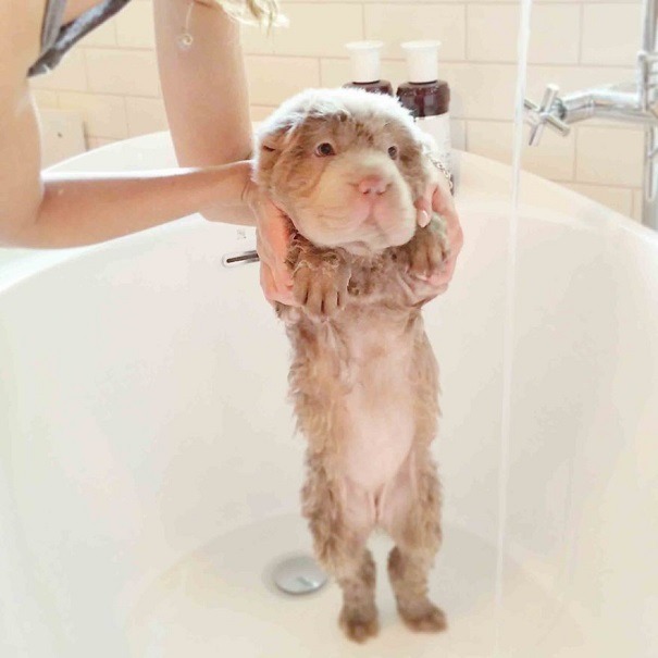 mymodernmet:  Meet Tonkey, an Adorable Shar-Pei Puppy That Looks Like a Cuddly Teddy
