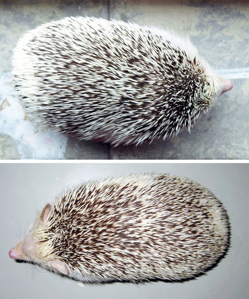 Older pics of Loki from a while back when he was somewhere between 555-560 grams, compared to this w