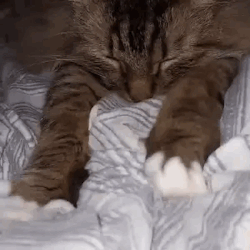 Brown Tabby Cat From Minecraft Stimboard!