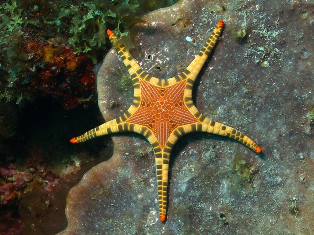 Star light, star bright (Iconaster Longimanus, the Icon or Double Star, found in