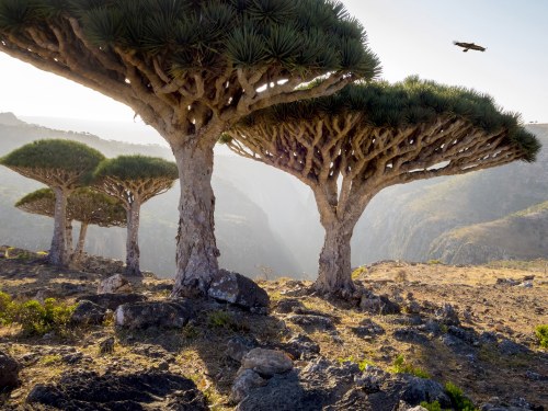 nadanzum:  Socotra, Yemen 