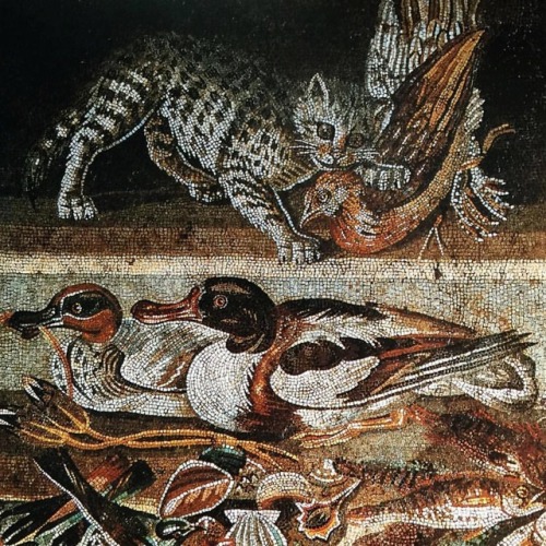House of the Faun, Pompeii. Depiction of a cat about to plunder a larder. Museo Archeologico Naziona