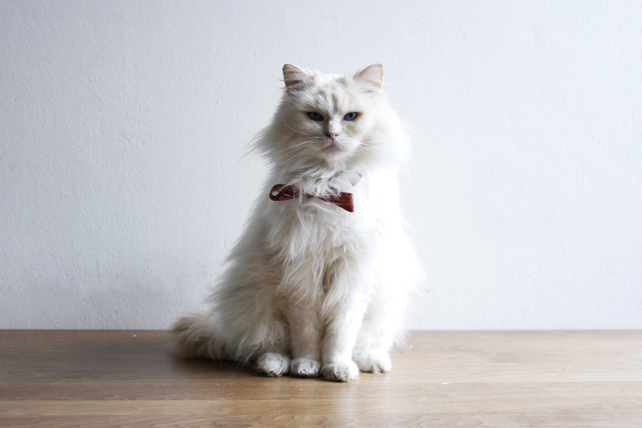 Chubby Cats