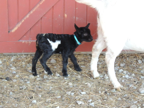 meektea:Nanny Bett has a little chicken marking, ever since she was a baby!