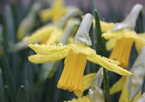 pagewoman:Daffodils in the rainby Kate Mills