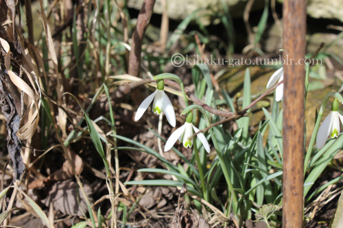 kihaku-gato:Opened Snowdrops (Galanthus sp.) popping all over the gardens. I took so many photos of 