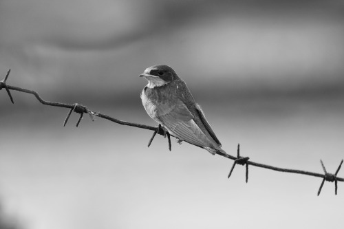  Monochrome Week:‪#‎tb‬ to July, 2015Common Swift at the abandoned Northern fort №1, Kronshtadt, Rus