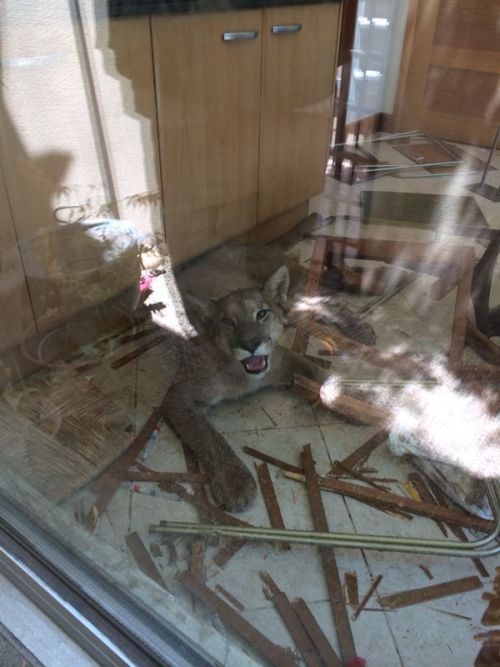 pangeachasmata:  unexplained-events:  Cat Cougar breaks into man’s house and….destroys his blinds.  all cats is the same 