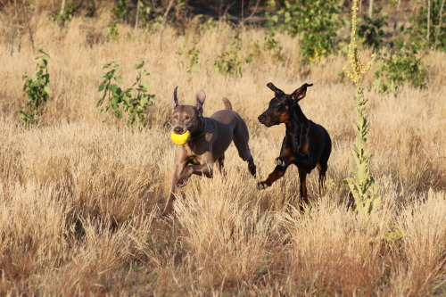 dobermann