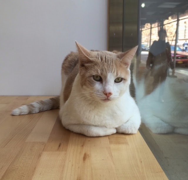 dogsandtheirbuddies:Meow Parlour is New York City’s first cat café, a place that