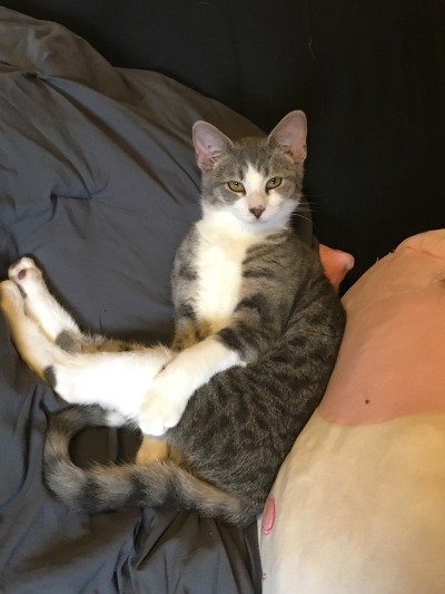 dangerous-tangerine:faun-buns:faun-buns:who wants to see my cat named ranch dressing