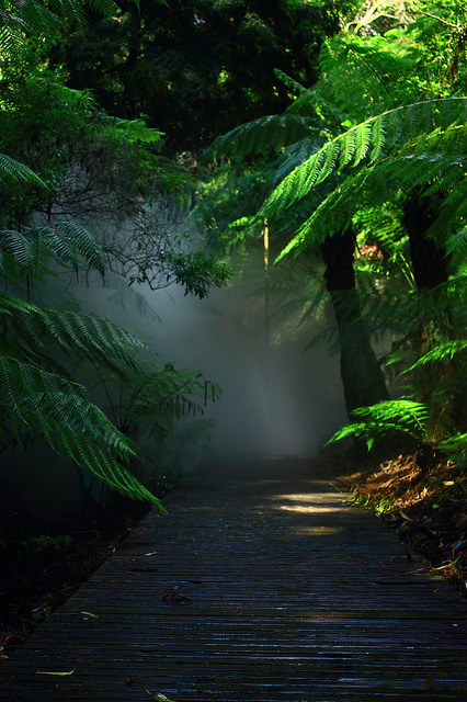 safesexgay:  burning-soul:  Misty path  SAFE SEX GAY … AND OTHERS COOL THINGS … 