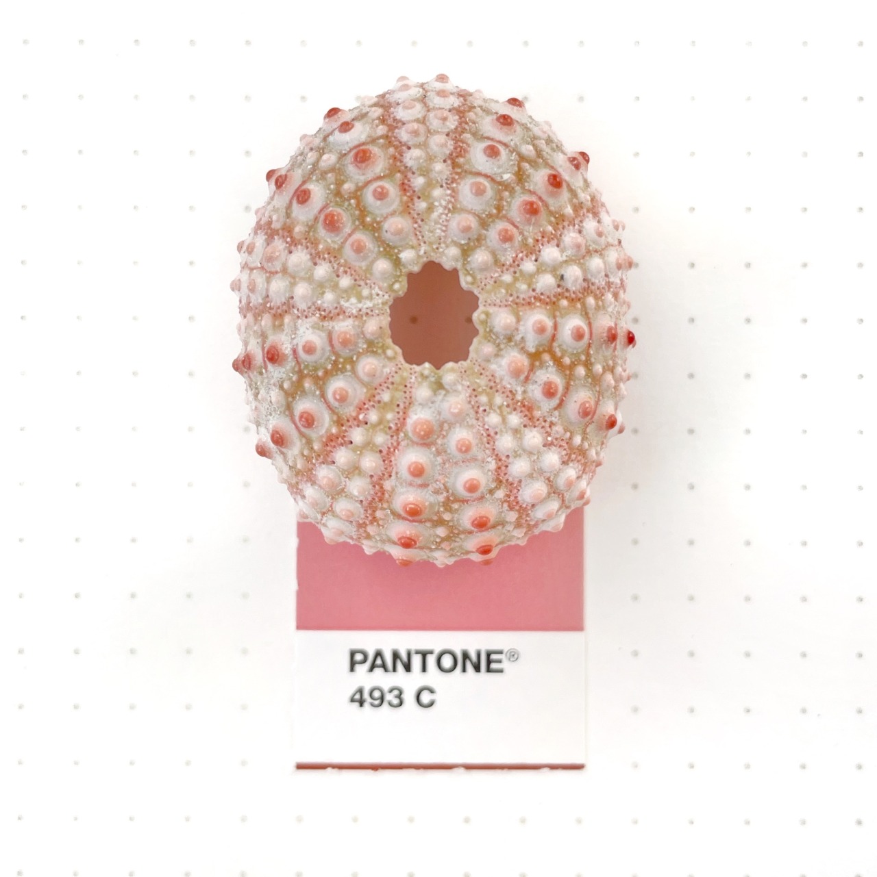 Tiny PMS Match — Pantone 7636 color match. Red Knockout Rose bud